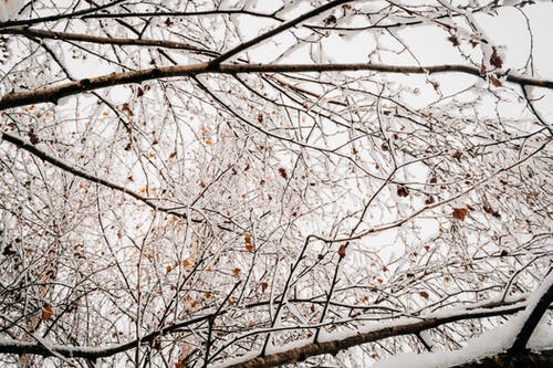 有关下雪的, 冬季, 冰的免费素材图片