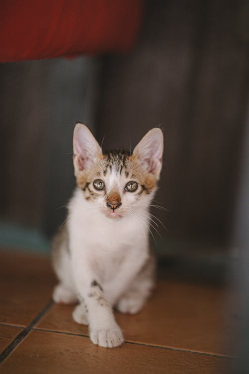 虎斑小猫的照片 · 免费素材图片