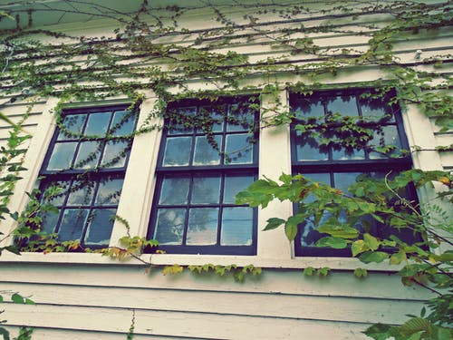 3封闭的窗玻璃在白天略微覆盖着绿色的藤蔓 · 免费素材图片