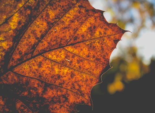 棕色的叶子的特写照片 · 免费素材图片