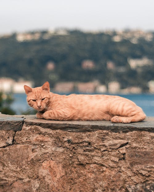 有关动物, 动物摄影, 可爱的免费素材图片
