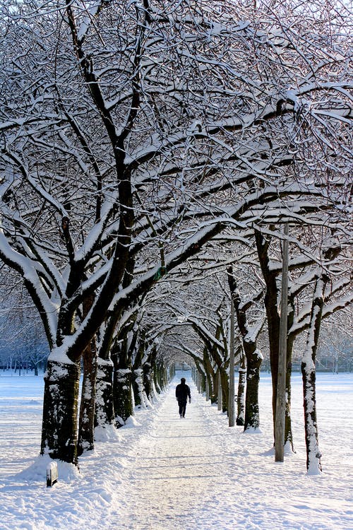 白天在雪树上行走的黑夹克的男人 · 免费素材图片