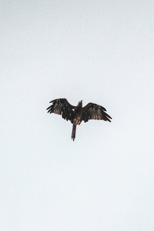 黑鸟飞在白色的天空下 · 免费素材图片