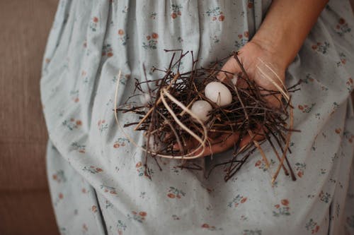 白蛋棕色巢 · 免费素材图片