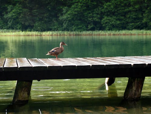 白天在木船坞上的鸭子 · 免费素材图片