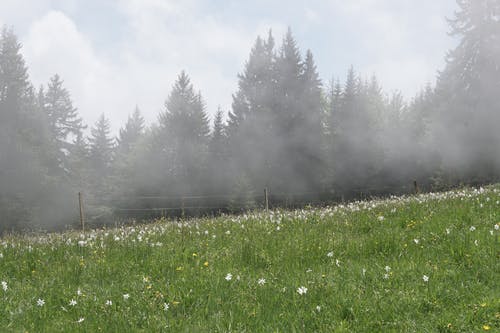 白天草地的照片 · 免费素材图片