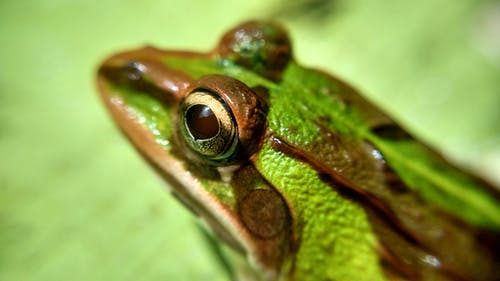 绿色和棕色的青蛙 · 免费素材图片