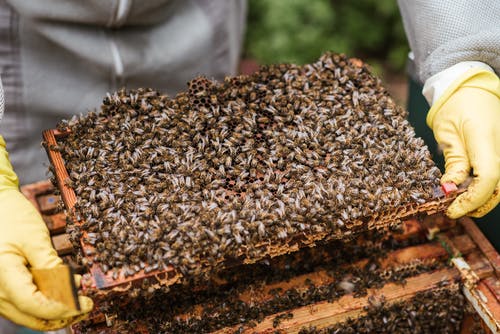 庄稼养蜂人显示与蜜蜂的蜂窝 · 免费素材图片