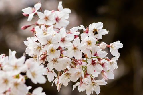 白色和粉红色的樱花，在关闭了摄影 · 免费素材图片