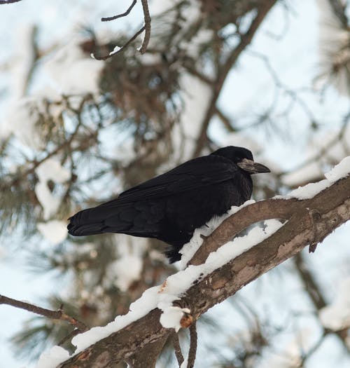 黑鸟在树枝上 · 免费素材图片