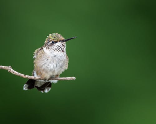 有关colibri, 冷静, 分公司的免费素材图片