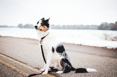 短涂白黑狗坐在水体附近的道路上 · 免费素材图片