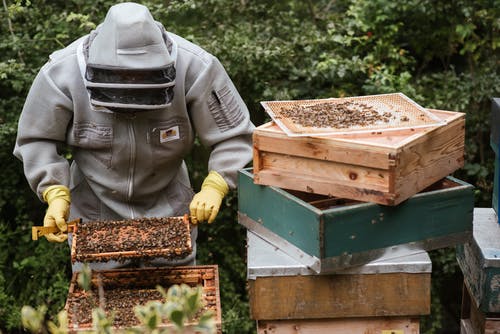 无法识别的养蜂人在后院收获蜂蜜 · 免费素材图片