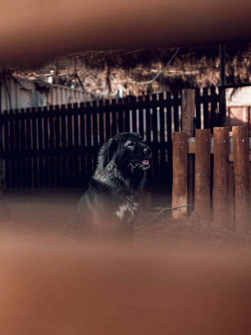 坐在棕色篱笆旁边的黑狗的选择性聚焦摄影 · 免费素材图片