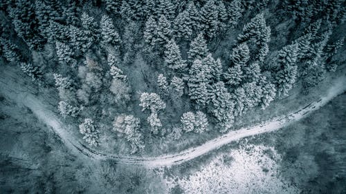森林和白雪覆盖的道路的航拍 · 免费素材图片