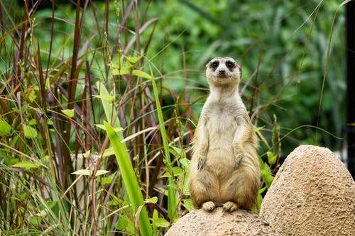 有关动物, 动物园, 动物摄影的免费素材图片