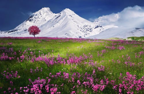 雪覆盖的山附近的粉红色花朵 · 免费素材图片
