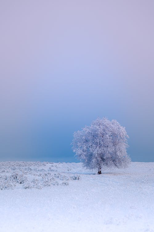 白雪覆盖的树 · 免费素材图片