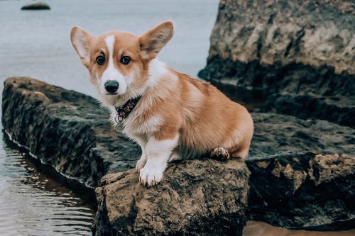 棕色和白色的柯基犬图片小狗坐在水体附近的棕色岩石上 · 免费素材图片