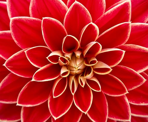近摄镜头的红色花瓣花 · 免费素材图片