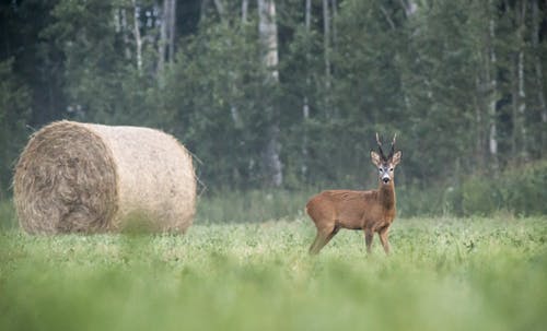 绿草地上的棕色鹿 · 免费素材图片