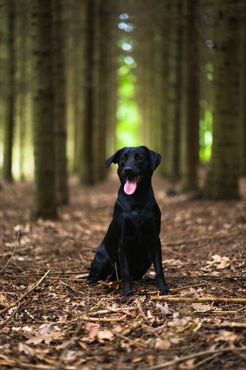 黑狗在树下 · 免费素材图片