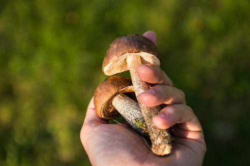 持有两个棕色蘑菇的人 · 免费素材图片