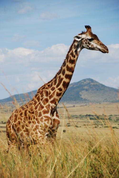长颈鹿在外地的照片 · 免费素材图片