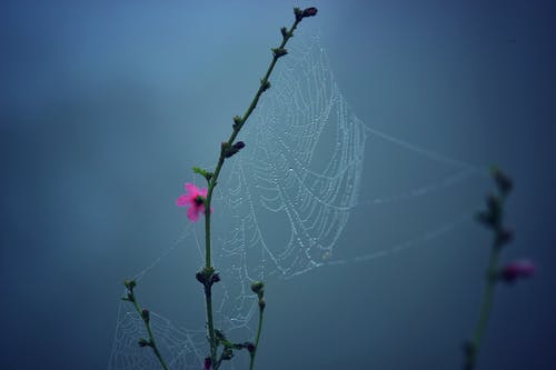 粉色多瓣花上的蜘蛛网 · 免费素材图片
