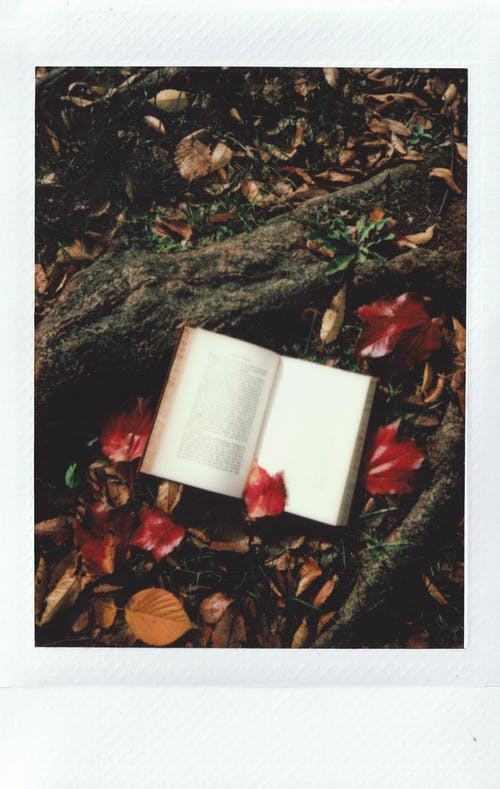 在树的根上打开的书 · 免费素材图片