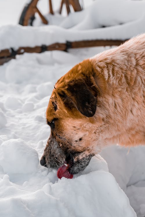 棕色短涂的狗在积雪的地面上 · 免费素材图片