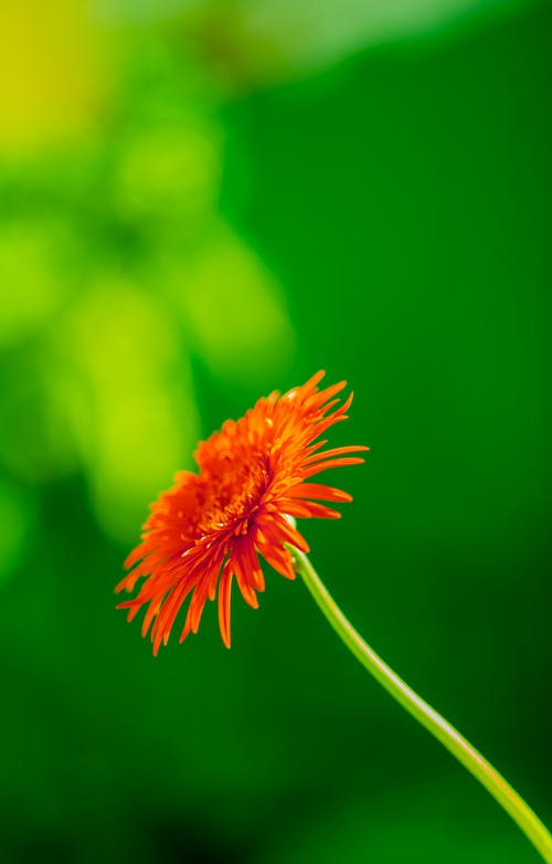 有关垂直拍摄, 天性, 工厂的免费素材图片