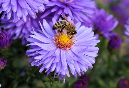 关闭了蜜蜂在紫色的小花的照片 · 免费素材图片