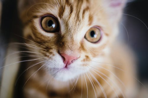 黄虎斑猫 · 免费素材图片