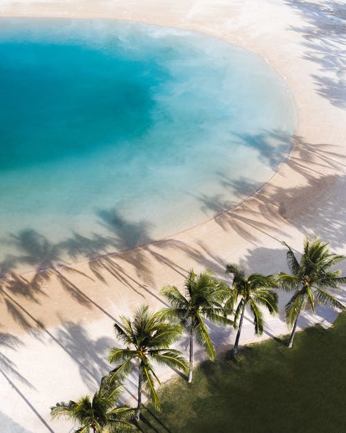 热带海岸与棕榈树和蔚蓝的大海 · 免费素材图片