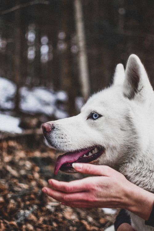 西伯利亚雪橇犬 · 免费素材图片