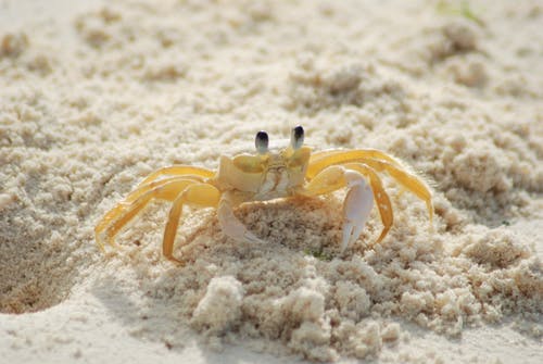 白天在白色沙滩上的黄色和白色螃蟹 · 免费素材图片