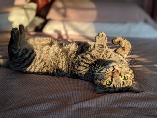 躺在棕色纺织上的灰色虎斑猫 · 免费素材图片