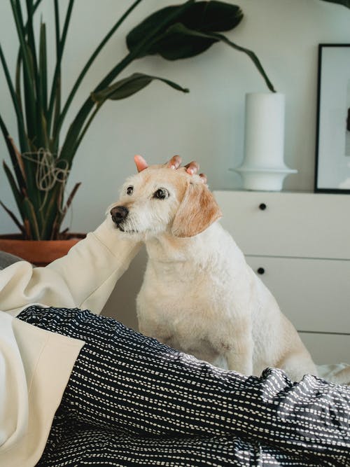 播种不露面的女人抚摸听话的狗在卧室里 · 免费素材图片