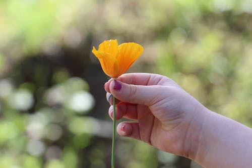 右手拿一朵黄色的花瓣 · 免费素材图片