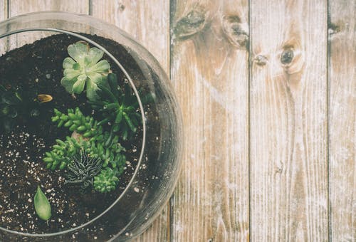 绿色的肉质植物，在棕色木制表面顶部的透明玻璃罐中 · 免费素材图片