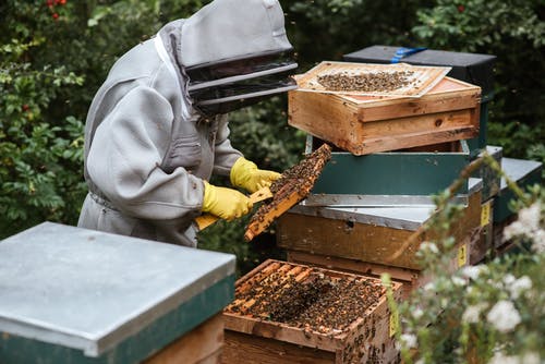 无法识别的养蜂人在养蜂场里收获蜂蜜 · 免费素材图片