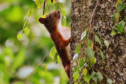 棕色树上的棕色和白色动物 · 免费素材图片