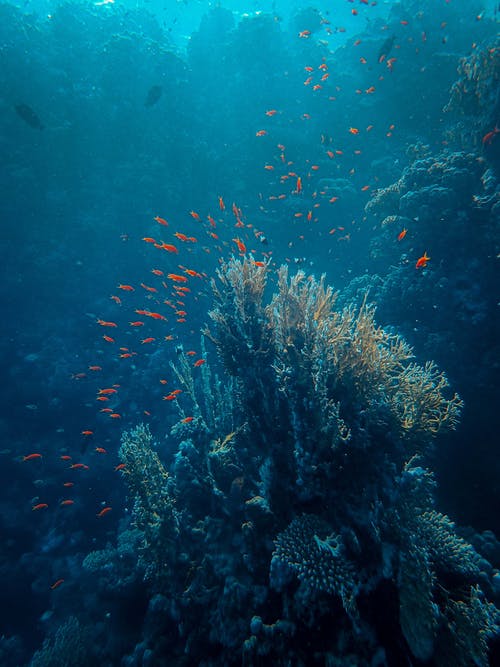 珊瑚礁附近的鱼群 · 免费素材图片