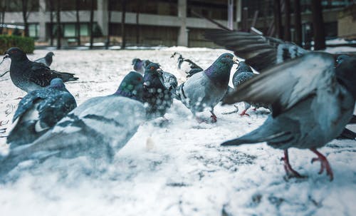 鸽子雪群 · 免费素材图片