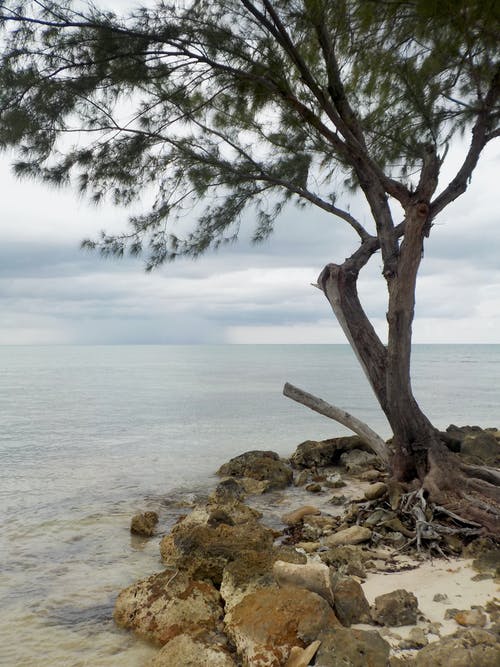岸边的孤树 · 免费素材图片