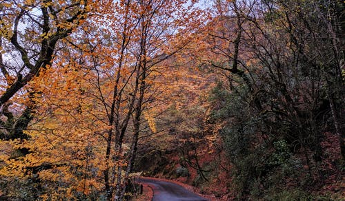 树木之间的道路照片 · 免费素材图片