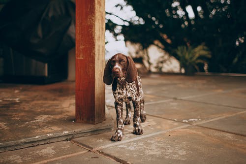棕色和白色的狗站在木制的棕色岗位后面 · 免费素材图片