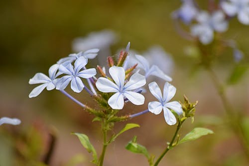 白色的花瓣花 · 免费素材图片