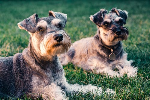 有关可爱的, 小狗, 犬的免费素材图片